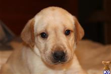 labrador retriever puppy posted by Patrick Allen